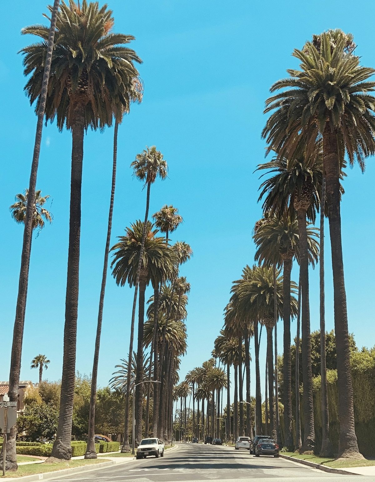 Palm tree-lined California street in the San Mateo Peninsula